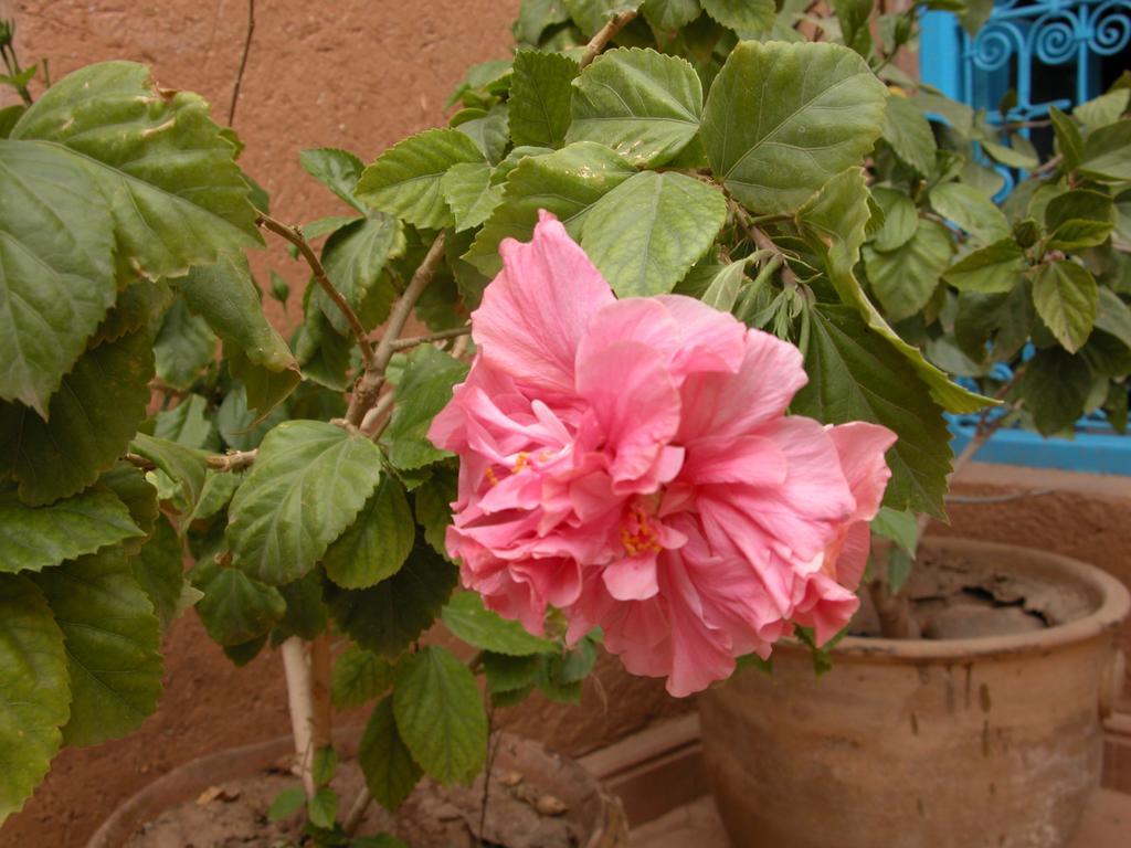 Kasbah Iswan Kelaat-M'Gouna Exterior foto